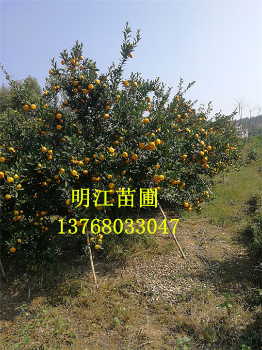 广西沙糖桔，优质南丰蜜桔，棉桔 