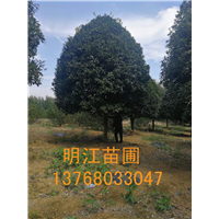 广西桂花树/桂林桂花树各种规格齐全 