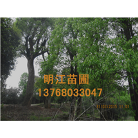 广西香樟**老树龄 