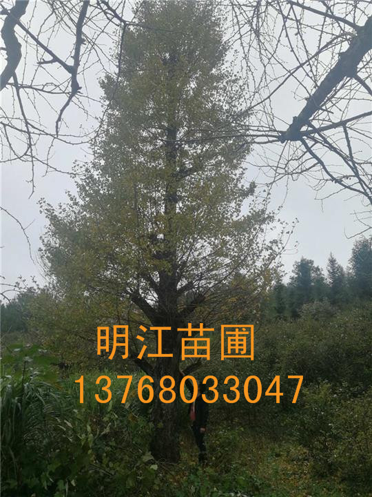 广西银杏树/桂林银杏树叶斑病防治 