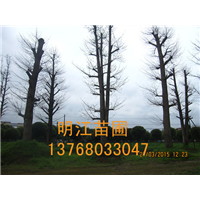 大量优惠供应广西桂花树/桂林桂花树 