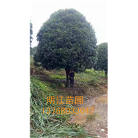 广西桂花树/桂林桂花树种植 