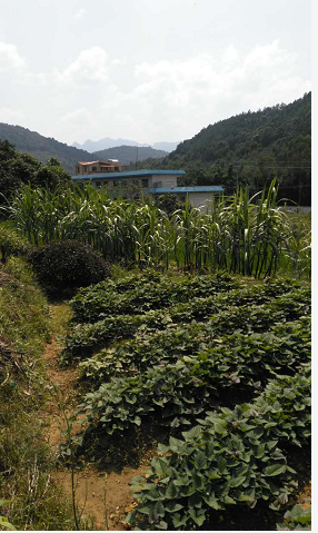 广州州哪里有休闲旅游？从化有机蔬菜采摘