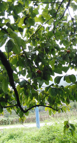 深圳种植果园、深圳果园采摘