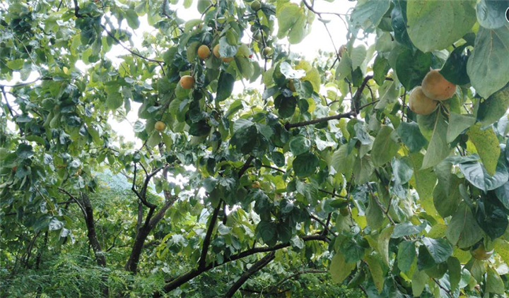 广州绿色水果、广州果园采摘