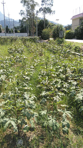 深圳有机蔬菜种植园、深圳有机蔬菜