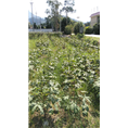 深圳有机蔬菜种植园、深圳有机蔬菜