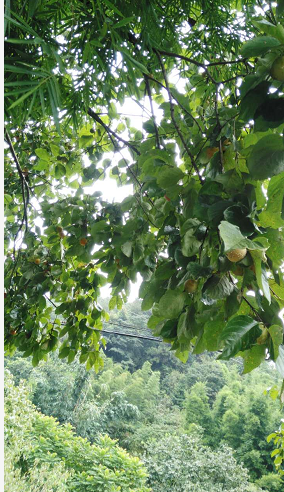 东莞果园采摘、东莞种植果园