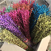 成都银柳