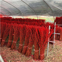 绵竹银柳种植基地