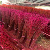 银柳是什么植物