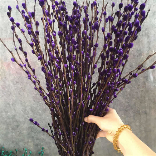 竹柳树苗价格行情