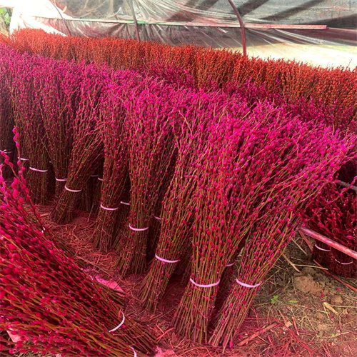 银柳是什么植物