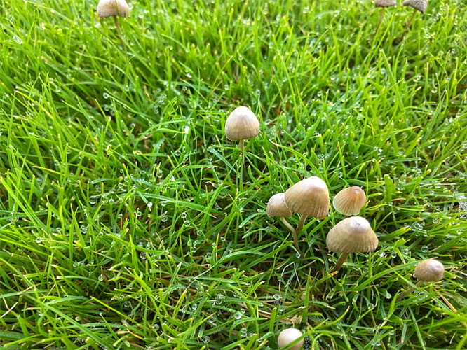 江西南昌果岭草坪草皮一平方多少钱