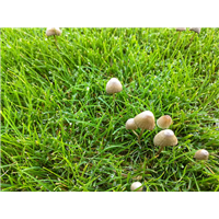 江西南昌果岭草坪草皮一平方多少钱