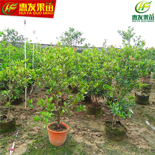 巴西甜樱桃苗（车厘子），湛江樱桃苗 
