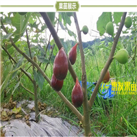 东莞无花果苗，广州无花果苗，深圳无花果苗 