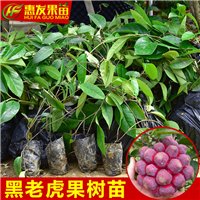 深圳老虎果苗，珠海老虎果苗，批发老虎果苗 
