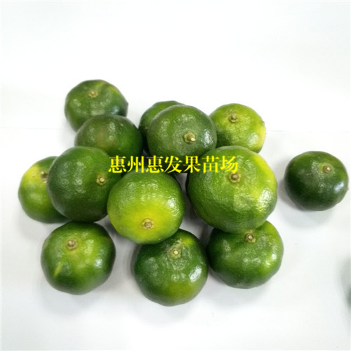 湖南扁实柠檬苗，湖南柠檬苗，湖南果树苗 