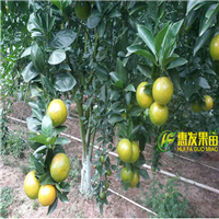 河源皇帝柑苗，湛江皇帝柑苗，广东皇帝柑苗 