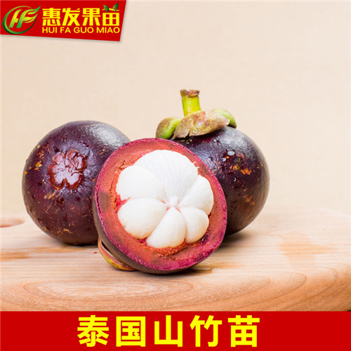 泰国山竹苗，惠州山竹苗，东莞山竹苗 