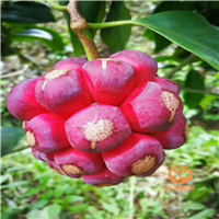 长寿果（老虎果）