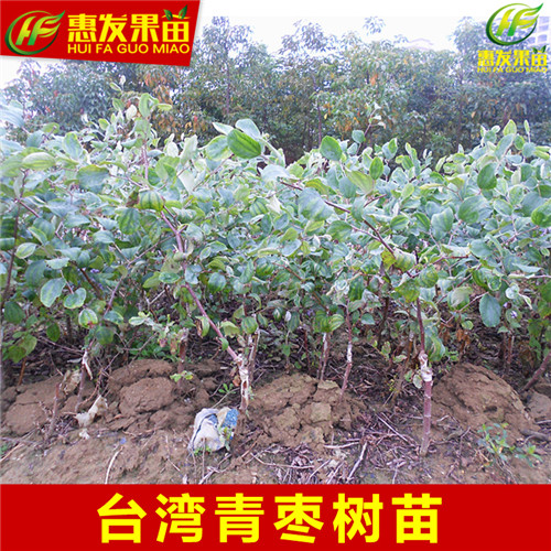 湛江台湾青枣苗，湛江青枣苗，湛江果树苗 