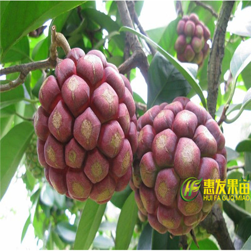 湖南老虎果苗价格，湖南老虎果苗，湖南果树苗 