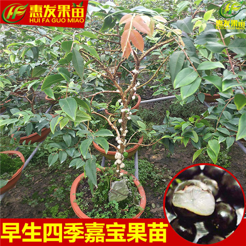 惠州嘉宝果苗、惠州树葡萄苗、惠州果苗 