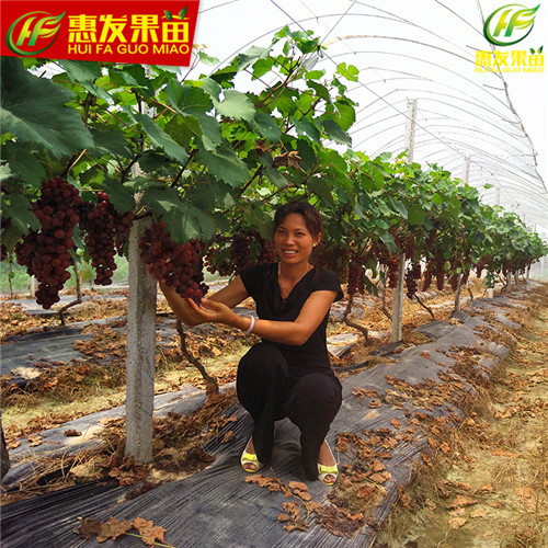 惠州果苗基地\惠州夏黑葡萄苗\批发夏黑葡萄苗 