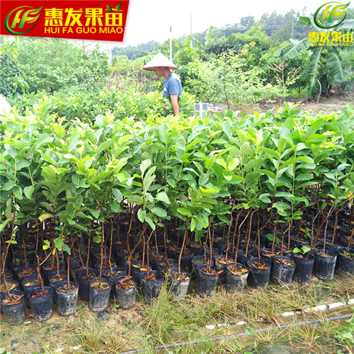 四季珍珠番石榴苗，珍珠番石榴苗，台湾珍珠番石榴 