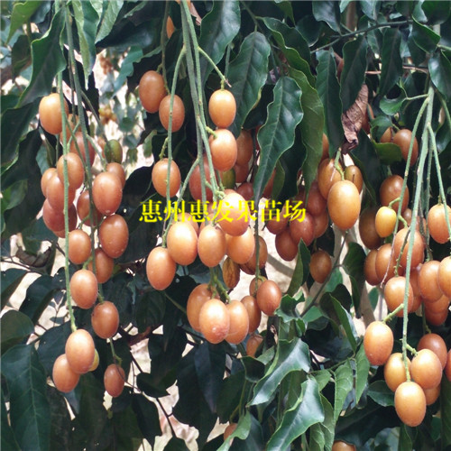 广州黑皮黄皮苗，广州黄皮苗，广州果苗 