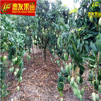 广东台农一号芒果苗，广东芒果苗批发，广东芒果苗 