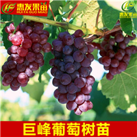 惠州巨峰葡萄苗，惠州葡萄苗，广东葡萄苗 