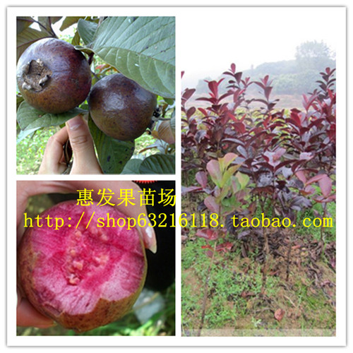 深圳紫色番石榴苗，深圳番石榴苗，深圳果树苗 