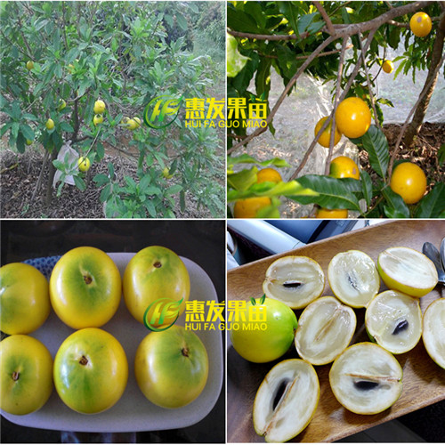 惠州黄金果苗基地，惠州黄金果苗，广东果苗 