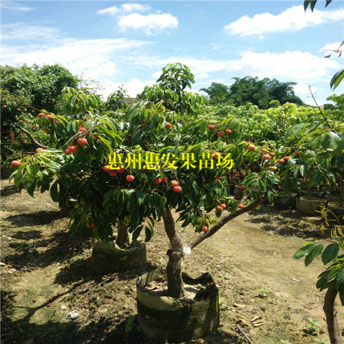 广东三月红荔枝苗，广东荔枝苗，广东果树苗 
