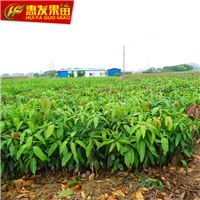 珠海金煌芒果苗，珠海芒果苗，珠海果苗 