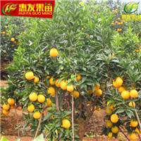 湖南红心橙苗基地，湖南红心橙苗，湖南果苗 