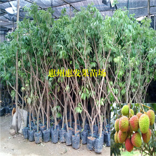 湖南荔枝苗基地，湖南荔枝苗，批发荔枝苗 