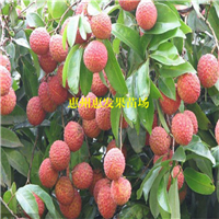 惠州桂味荔枝苗，深圳桂味荔枝苗，广东果苗 