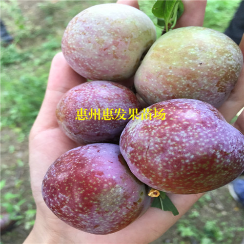 广东果苗，广东三华李苗，东莞三华李苗 
