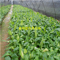 湖南粉蕉苗基地，湖南粉蕉苗，批发粉蕉苗 
