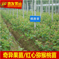 广东弥猴桃苗，深圳弥猴桃苗，深圳果苗 