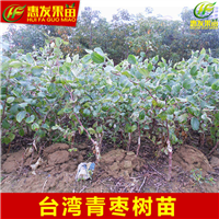 湛江台湾青枣苗，湛江青枣苗，湛江果树苗 