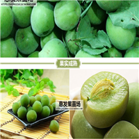 湖南果苗，湖南青梅苗，湖南青梅苗基地 