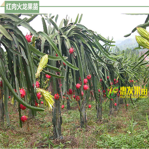 东莞火龙果苗，深圳火龙果苗，广州火龙果苗 
