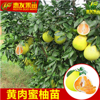 湖南黄金蜜柚苗，湖南蜜柚苗，湖南柚子苗 