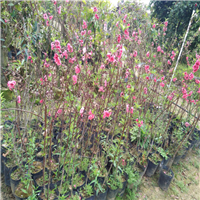湖南桃花苗价格，湖南桃花苗批发，湖南桃花苗 