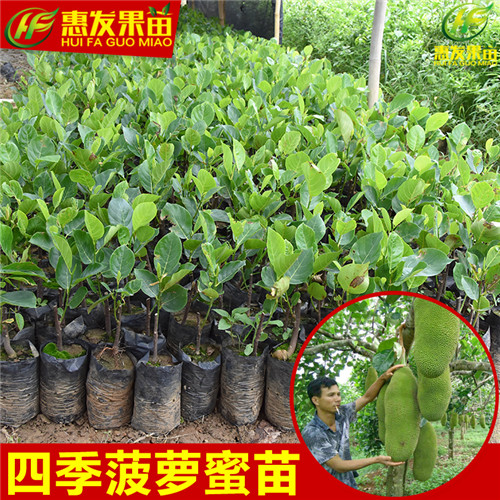 广东四季菠萝蜜苗，广东菠萝蜜苗，广东果苗 